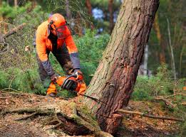 Best Storm Damage Tree Cleanup  in Orange Cove, CA